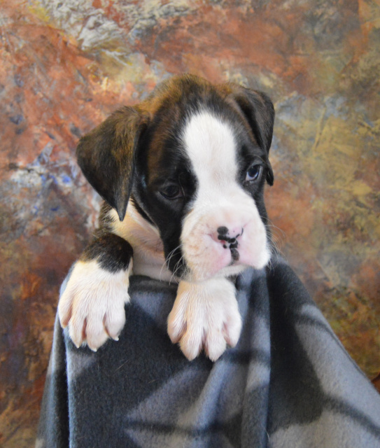 Stella x Recon puppy